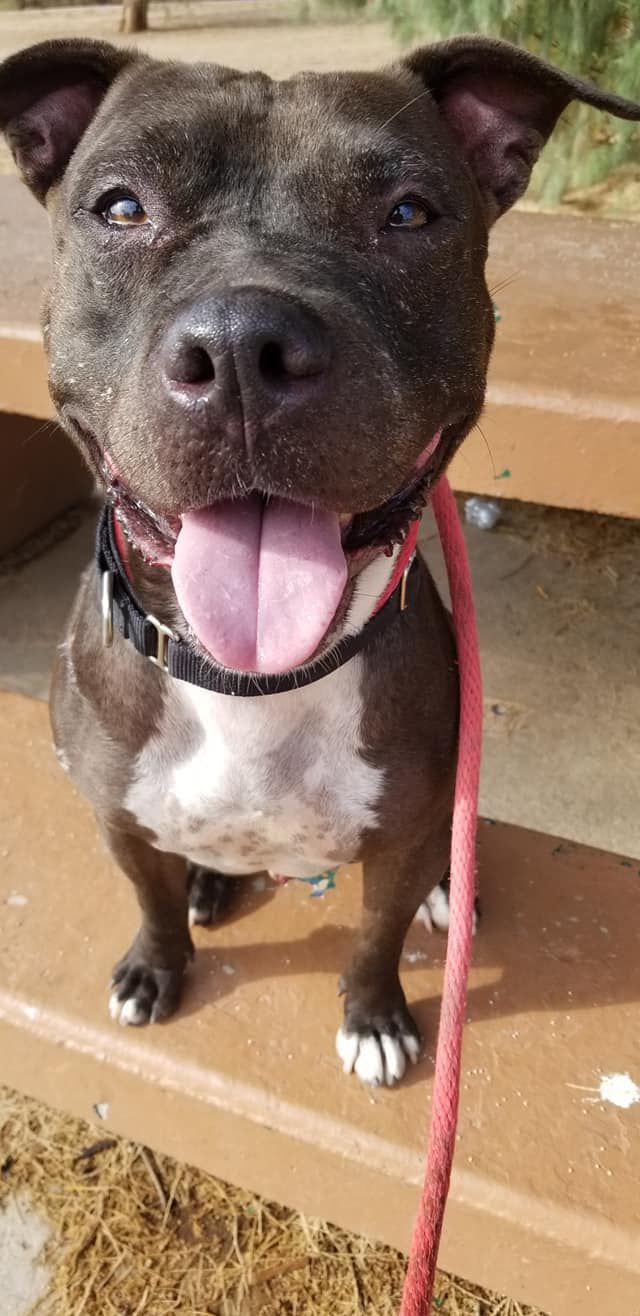 Adopt a friend: Bean